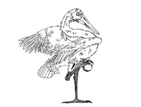 Stork1