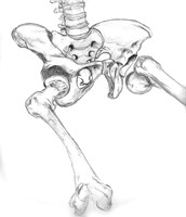Pelvis-study