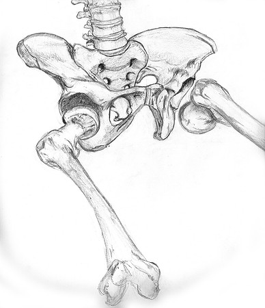 Pelvis-study